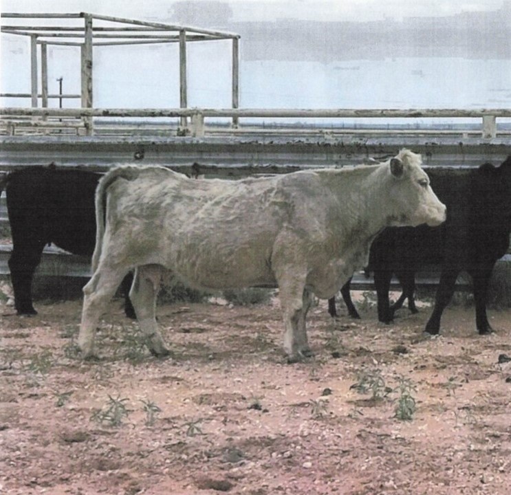 A cow standing in front of other cows.