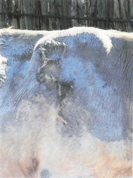 Fur of cow