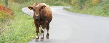 Cow standing in the road. 