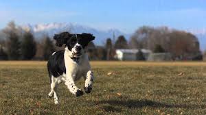 Dog running through the field