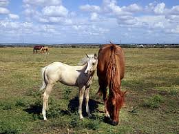 Two horses standing in a pasture with two more horses in the background.