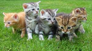Five kittens playing in the grass