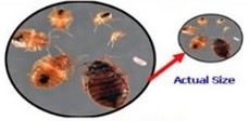 Magnified and actual view of Bed Bugs.