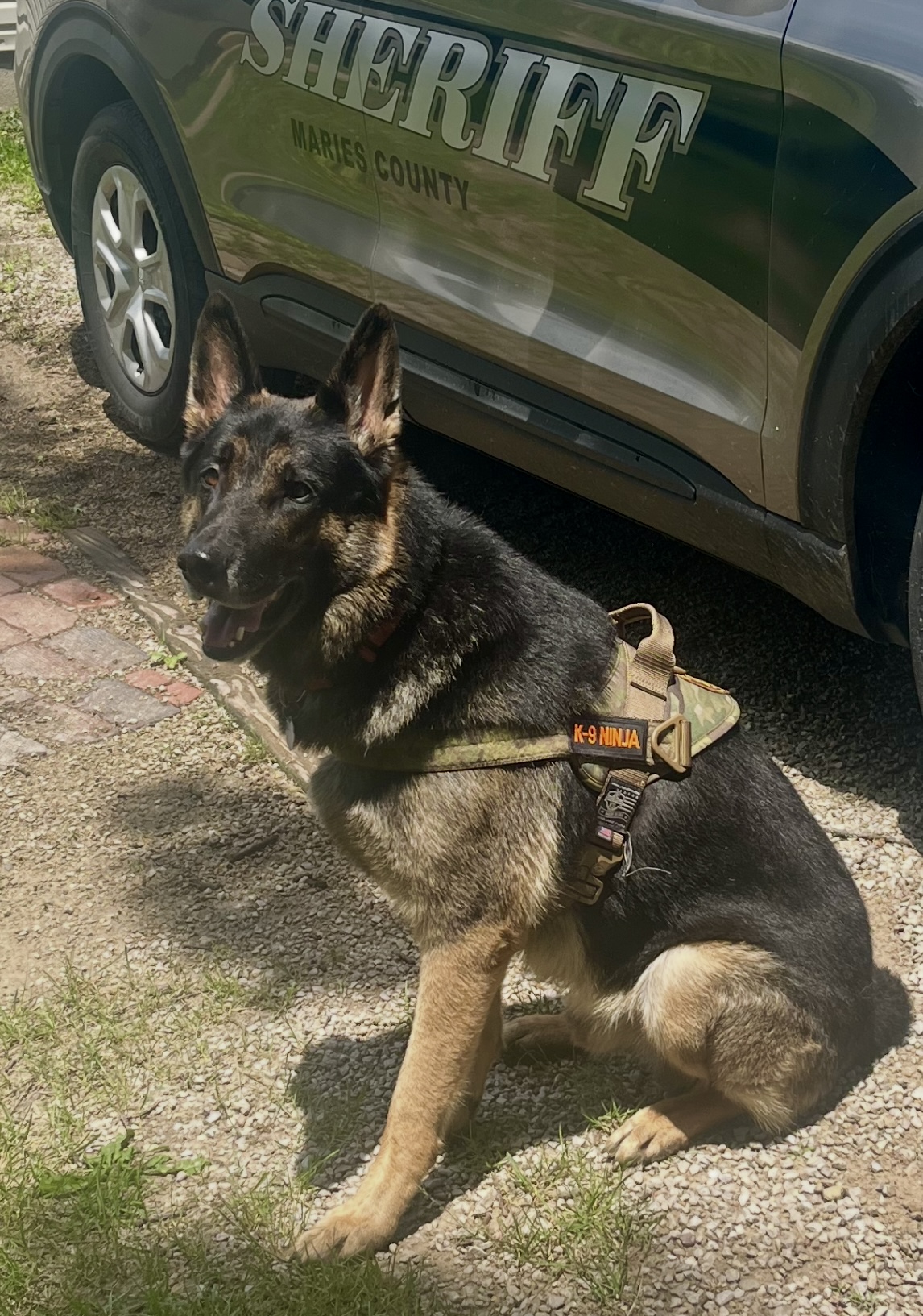 5 Year old German Sheppard