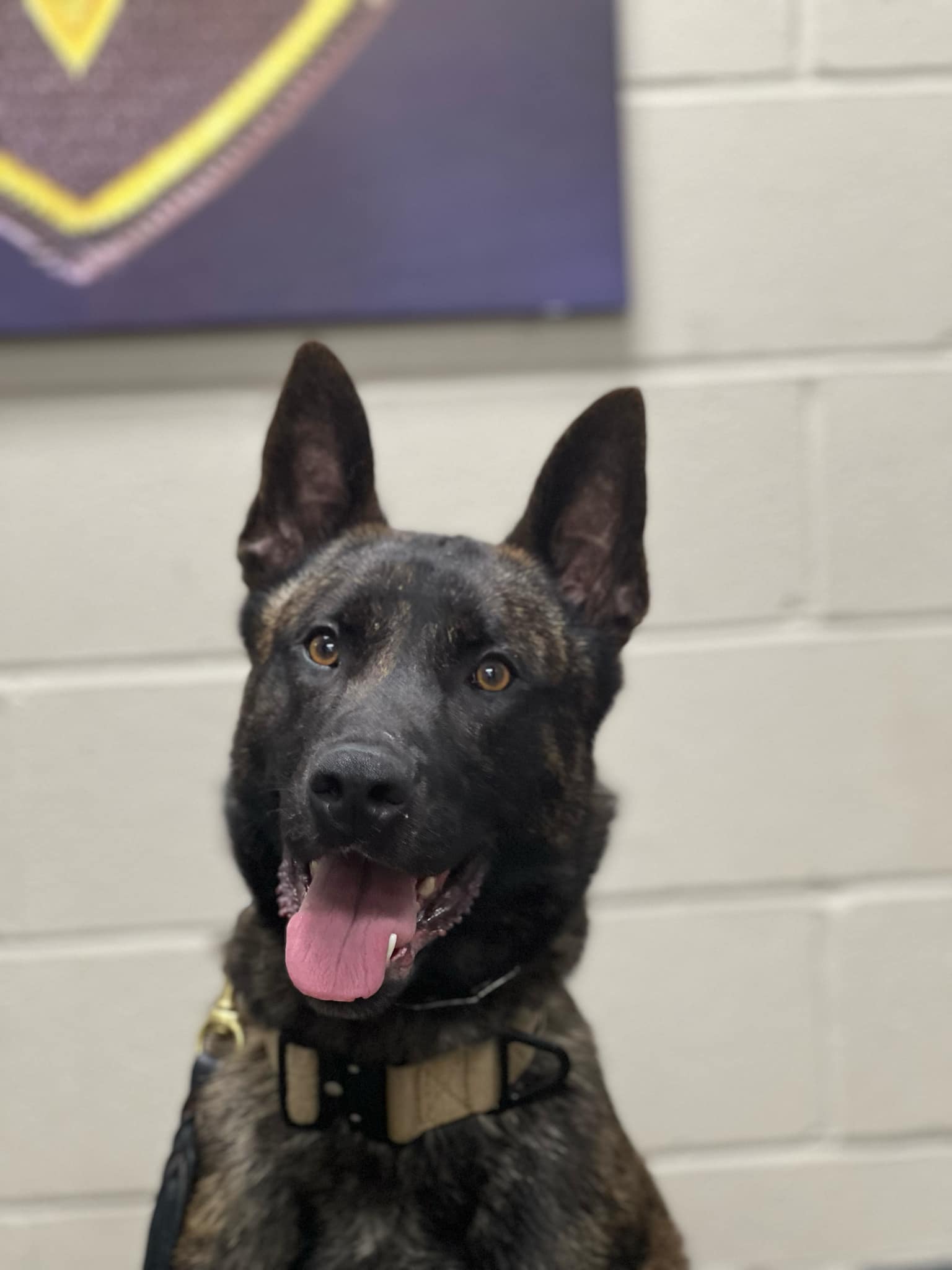 Dutch Shepard 2 Year old