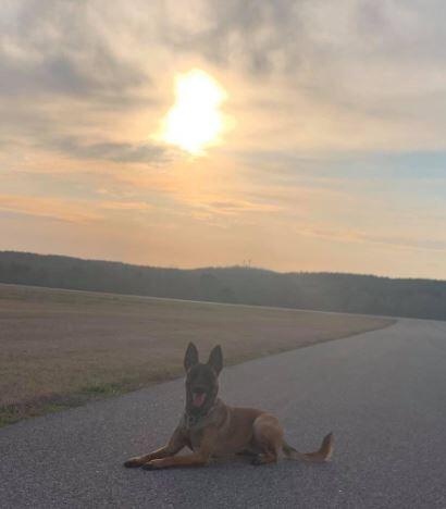 K9 Jodie laying on a road with a field and sun shining in the background.
