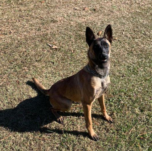 K9 Jodie sitting alert in a field.