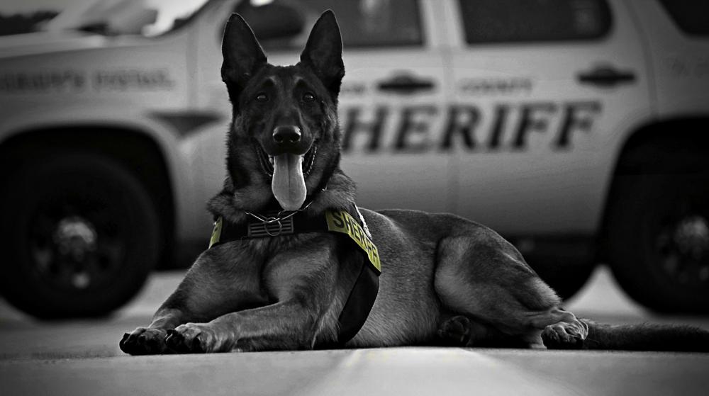 K9 Karma laying in front of a Sheriff patrol SUV in black and white.