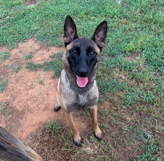 K9 Officer Jodie sitting in a field looking at the camera.