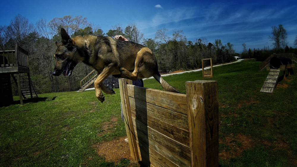 K9 Officer Karma jumping over an obstacle in training.