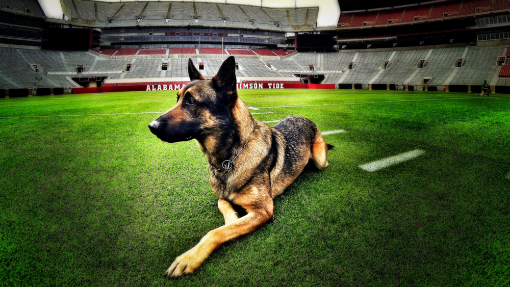 K9 Officer Karma laying down in the middle of a large football arena.