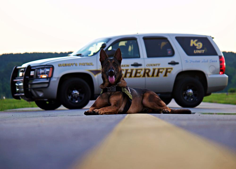 K9 Officer Karma sitting on a road in front of a Sheriff patrol SUV.