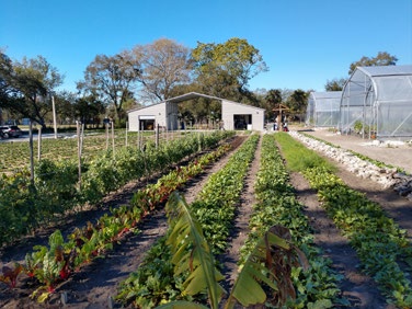 Urban Farm