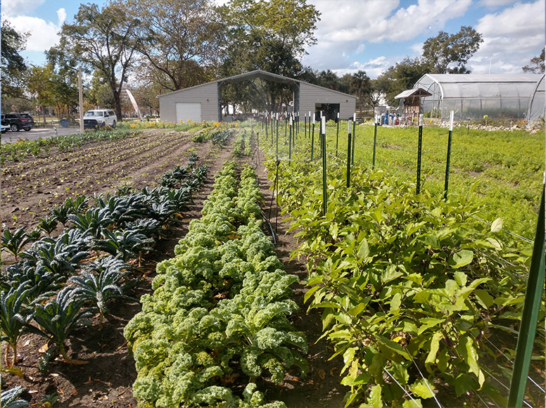 Meacham Urban Farm with fields full of plants and growing tents.