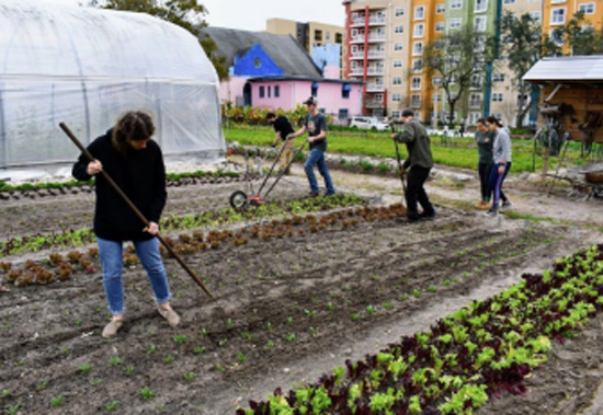 A group of individuals tending to a garden.