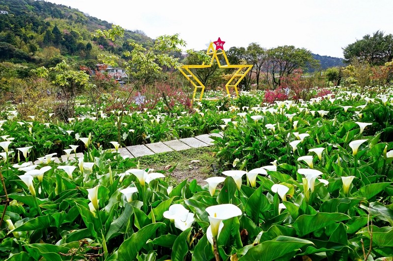 竹子湖海芋（圖／台北觀傳局）
