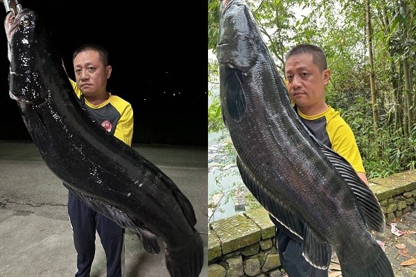 Man catches record-breaking giant snakehead fish in Taiwan's Sun Moon Lake, Taiwan News