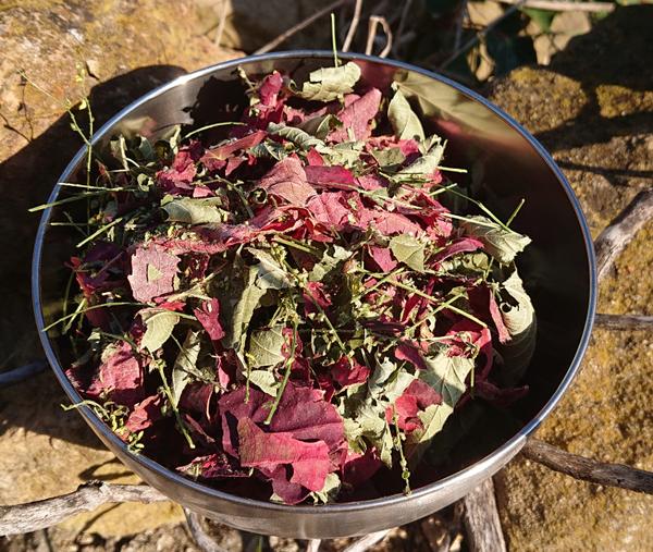 Les Infusions "Medley" de Cucugnan