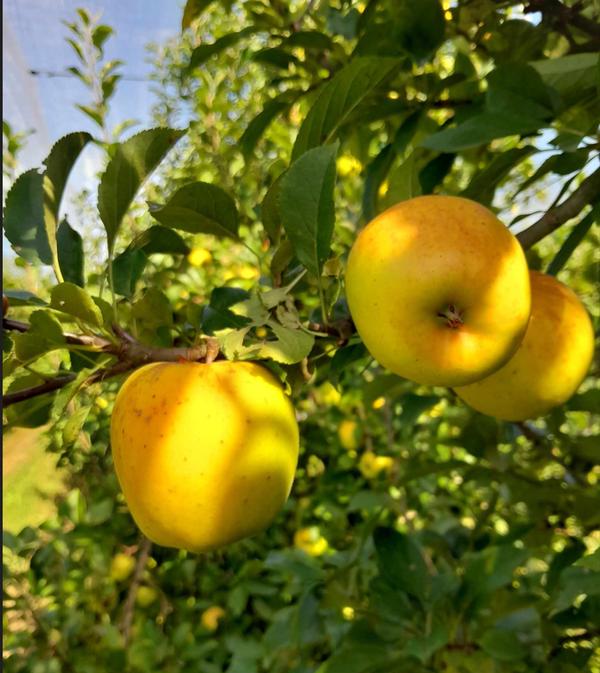 Cueillette de pommes bio à petits prix