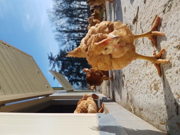 Poulet