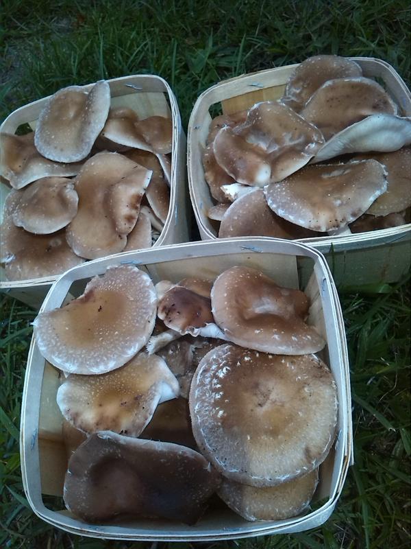 Pleurotes ou Shiitaké BIO en barquette ou vrac 16 - 25€/kg ( champignon)