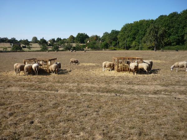 Viande d'agneau