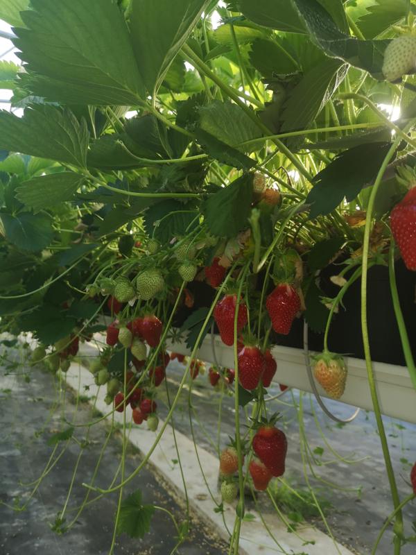 Fraises en barquettes de 500gr