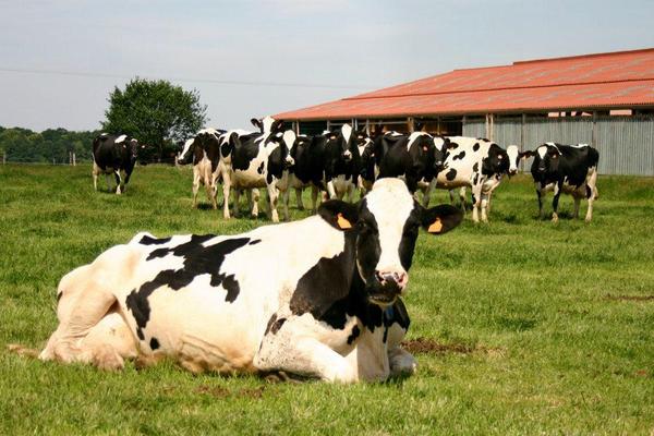 Lait cru à la ferme