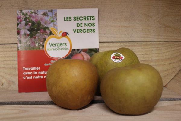 Pomme Reinette Grise du Canada