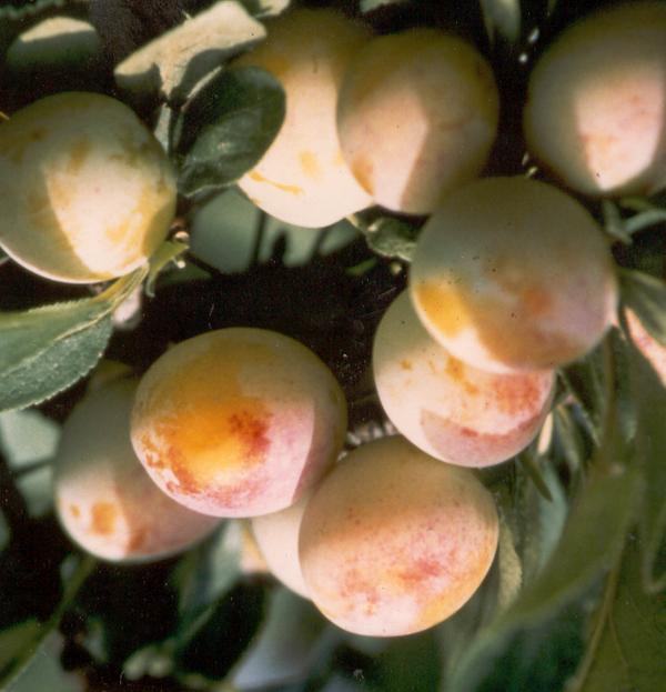 Vente de mirabelles