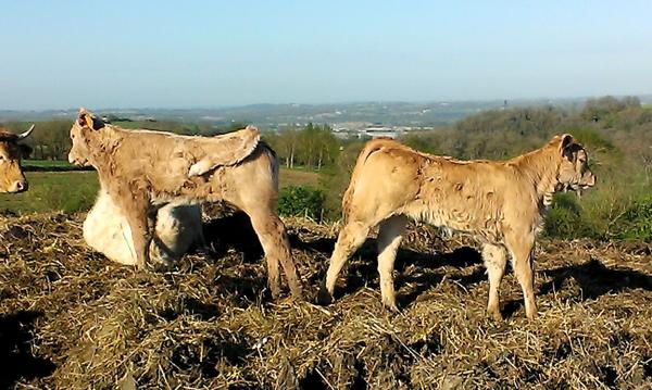 Veau broutard Bio, prêt à cuire ou congeler.