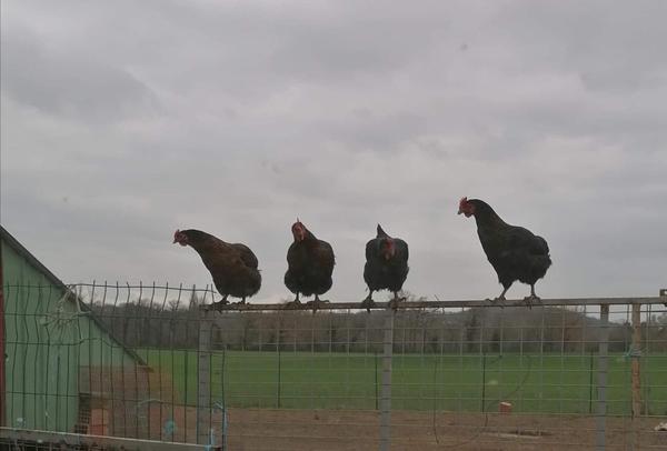 Oeufs