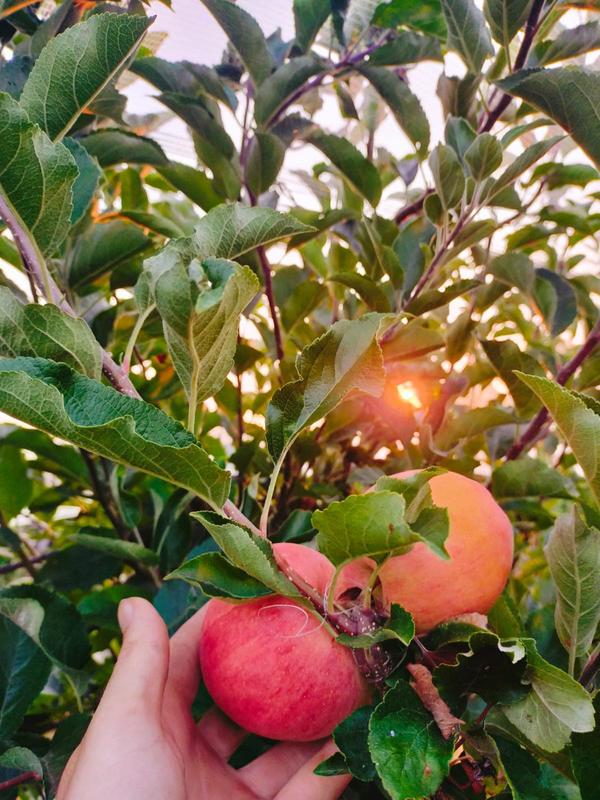 Cueillette de pommes bio à Toulouse