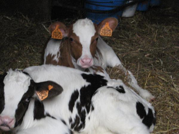 lait de vache bio