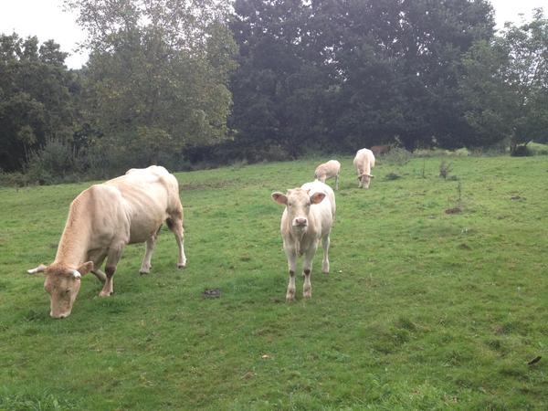 VENTE DE VIANDE EN COLIS ET AU DETAIL