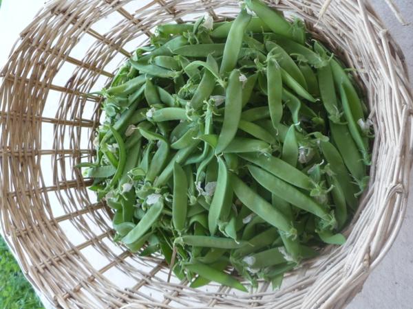 Pois gourmands 300 g