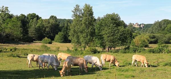 VENTE DE VIANDE EN COLIS ET AU DETAIL