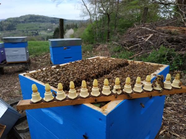 Les Ruchers Perchés Apiculture