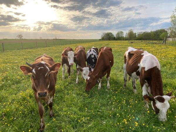 Vente de Lait Cru AB