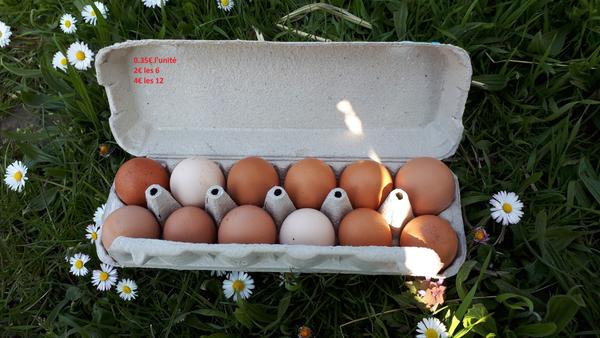 œufs Bio