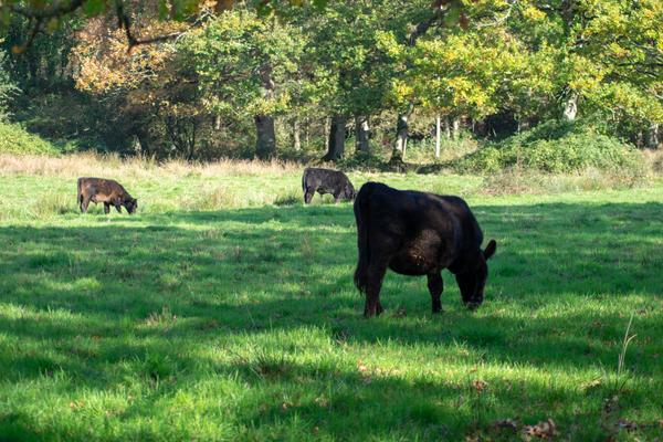 colis de bœuf angus bio