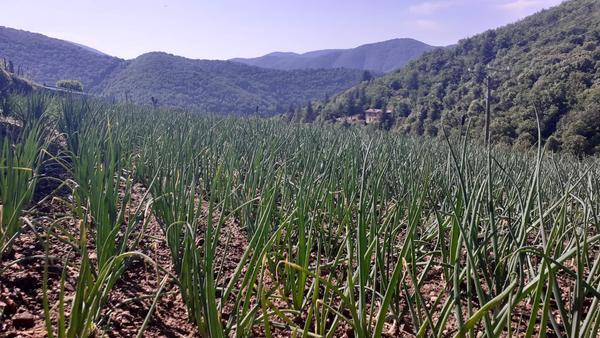 Producteur d'oignons doux des Cévennes et d'échalotes