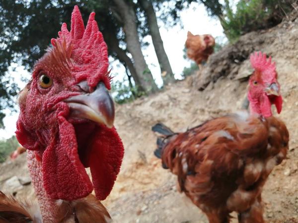 Vente de poulets élevés en plein air au grain biologique