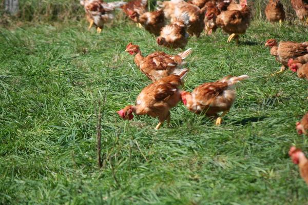 Poulet bio pret a cuire