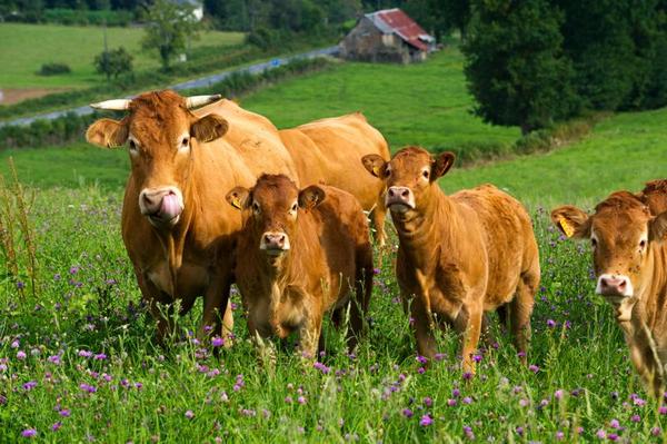 Viande de jeune bovin Bio