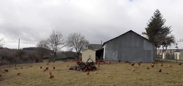 Poulets Fermier Bio