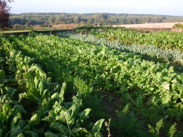 légumes de saison