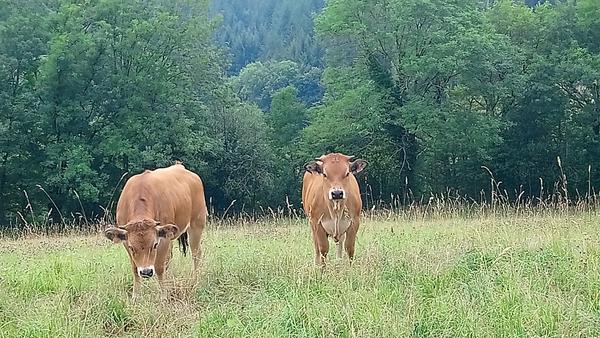 Colis de viande de Veau rosé (catégorie jeune bovin) - livraison 18 juin