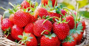 Fraises BIO