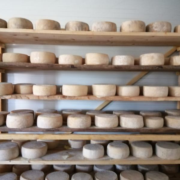 Fromages fermiers de brebis
